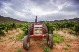 Traktor inmitten von Reben im südafrikanischen Stellenbosch.