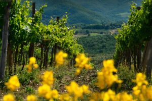 Blick in die Weinberge im Chianti Classico in der Toskana