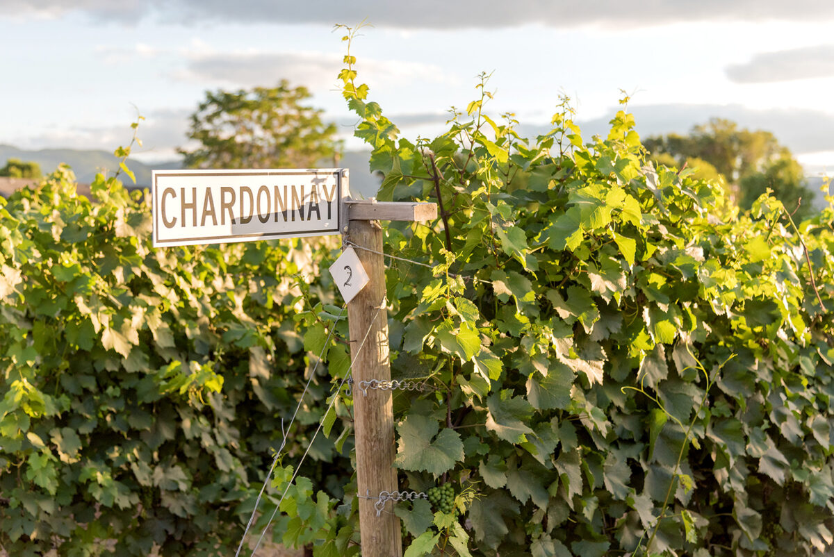 Chardonnay-Reben im Weinberg mit Schild