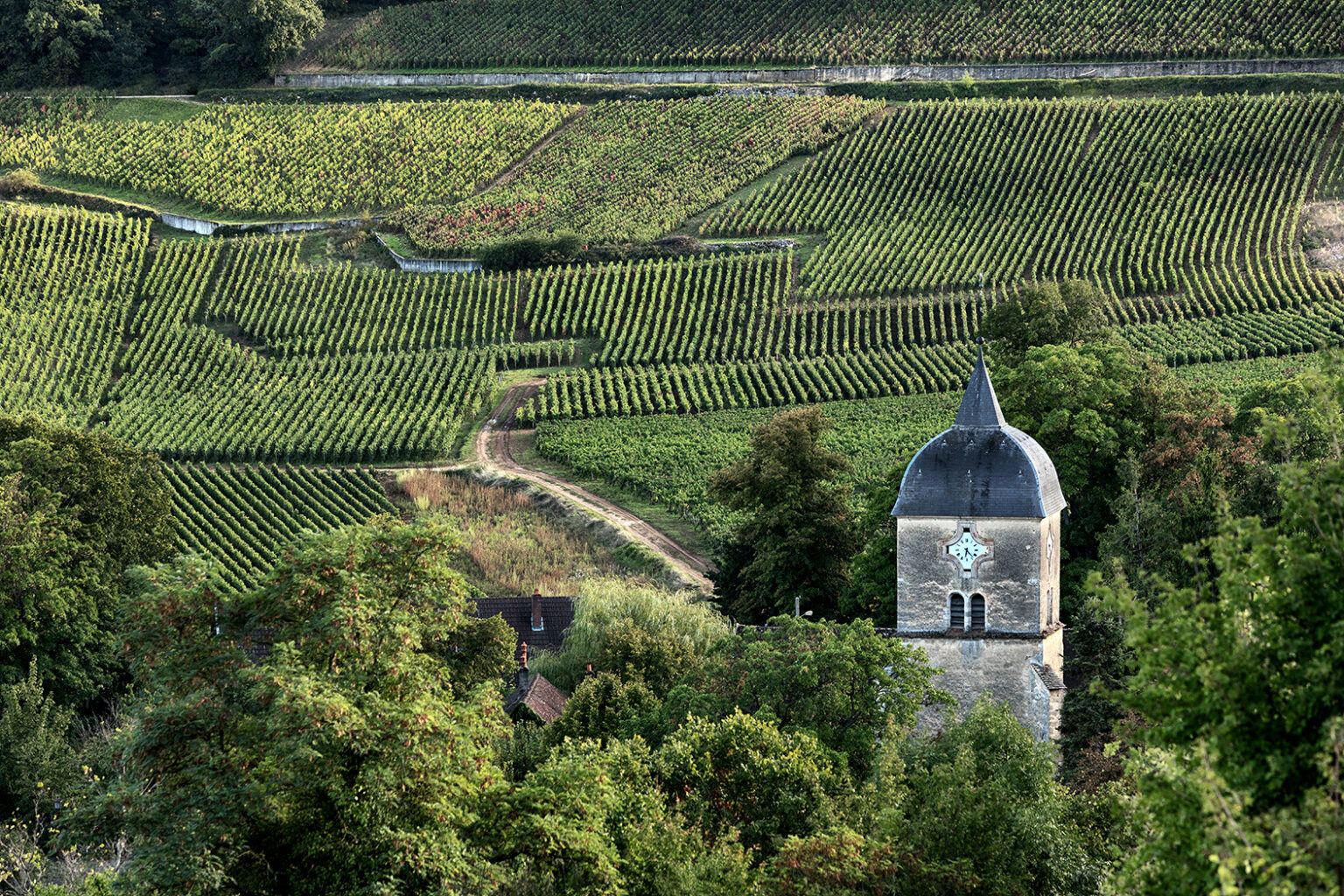 Chardonnay: Wandlungsfähige Rebsorte I Wine in Black-Magazin