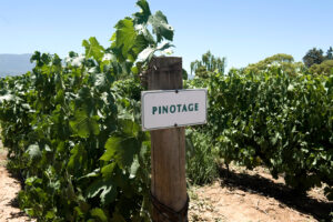 Weingarten mit der roten Rebsorte Pinotage in Südafrika