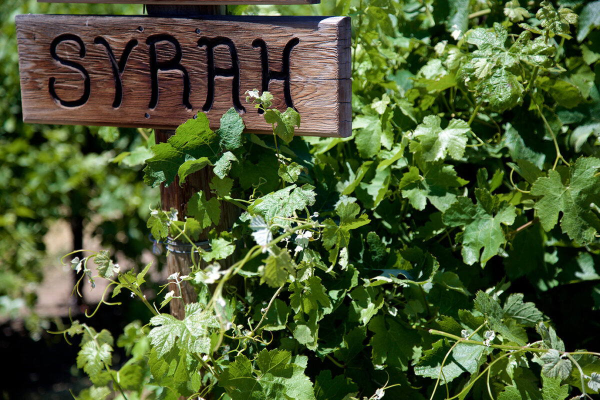 Schild in einem Weinberg, auf dem "Syrah" steht