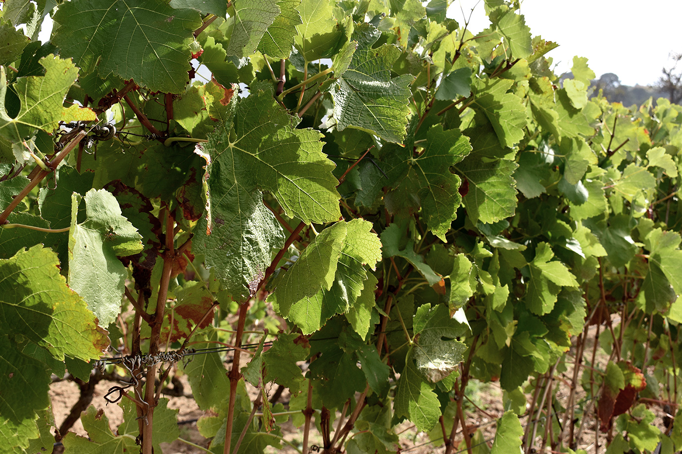 Constantia Südafrikanische Weinregion der Superlative Wine in Black