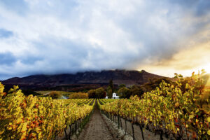 Weingarten vor dem Weingut Groot Constantia in Südafrika