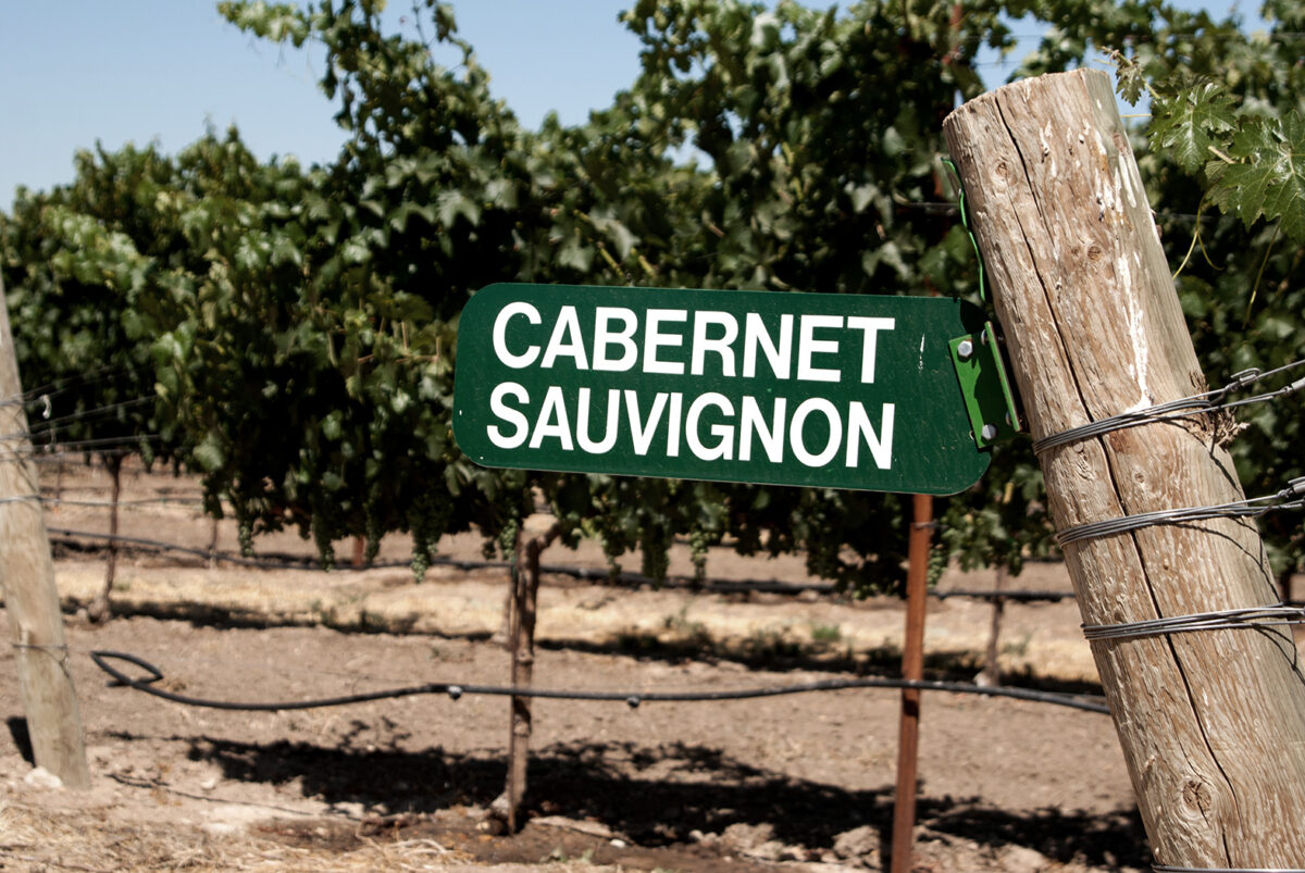 Schild mit der Aufschrift Cabernet Sauvignon vor Reben