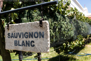 Weinberg mit Schild und der Aufschrift Sauvignon Blanc