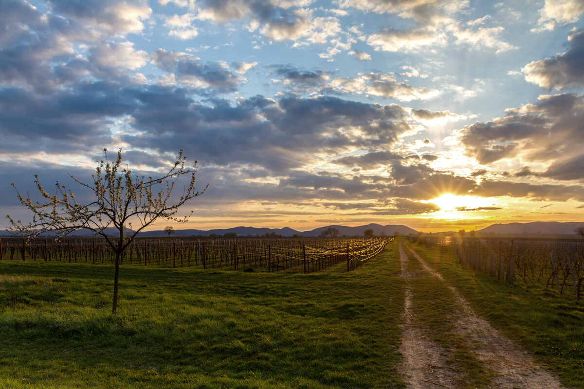 Weinberg in der Pfalz bei Sonnenuntergang
