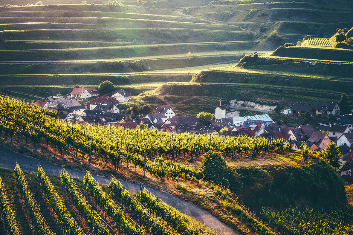Blick auf den Kaiserstuhl in der Weinregion Baden