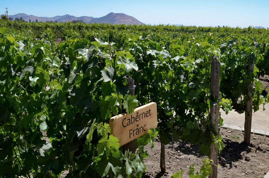Weinberg mit Cabernet-Franc-Schild